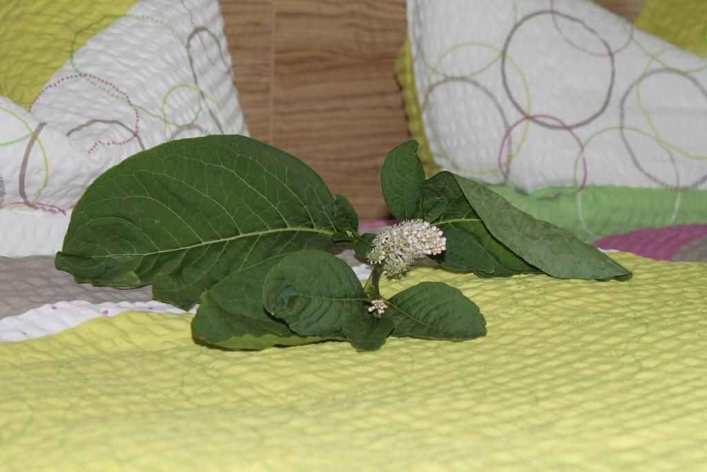 Weingut Lunzer Apartment